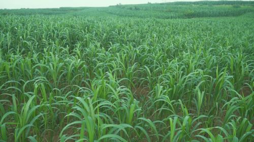一和推动太行红苗谷小米产业发展,为当地农民增收致富 鼓腰包